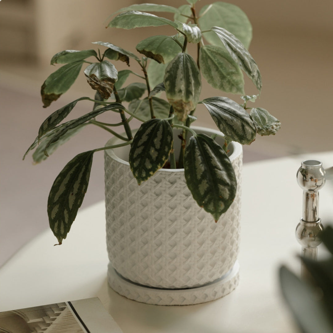 Textured Cement Planter with Tray