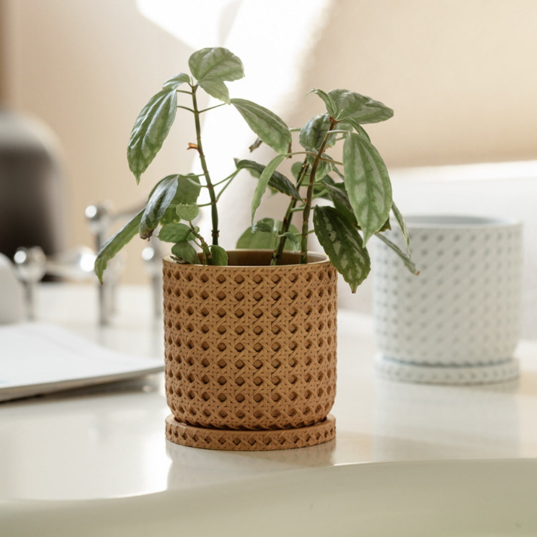 Textured Cement Planter with Tray